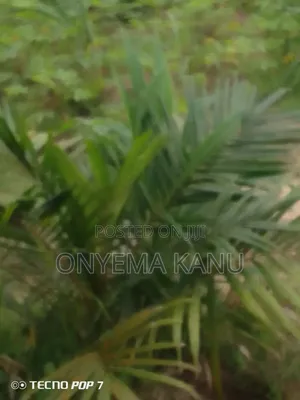 Young Palm Plantation for Sale