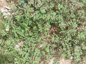 Photo - 900sqm (One Half ) Plot Opp GTB Carwash Egbeda