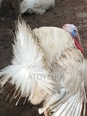 Imported Turkey and Local Turkey Available in Different Size