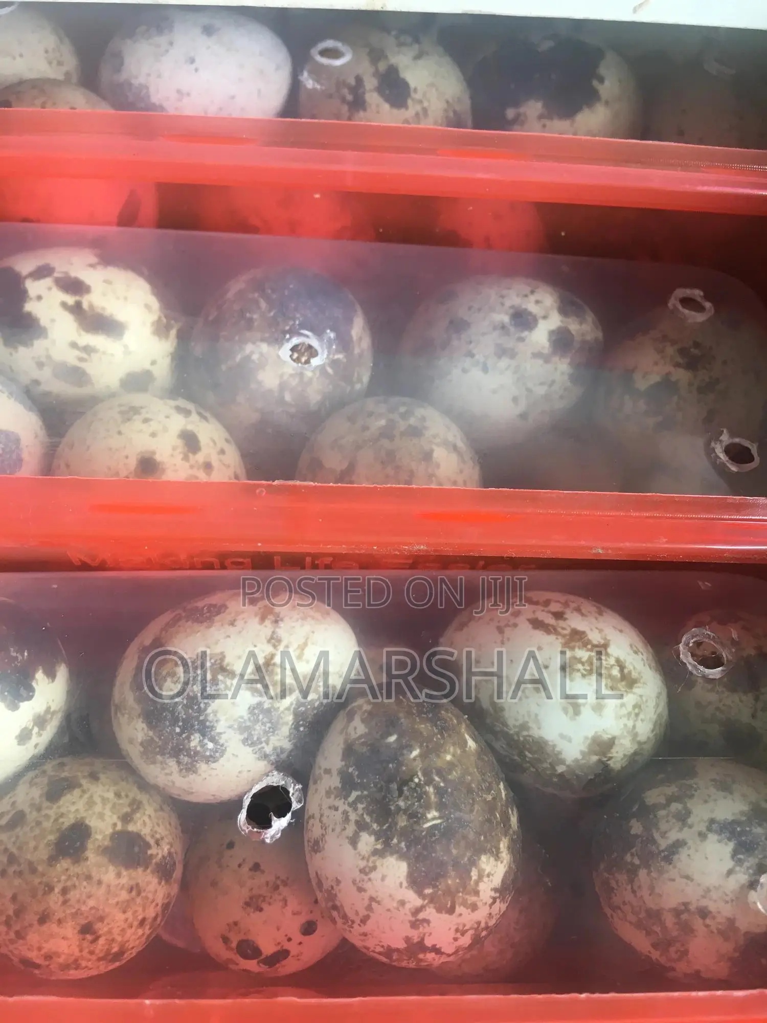 Quail Eggs and Birds for Sale