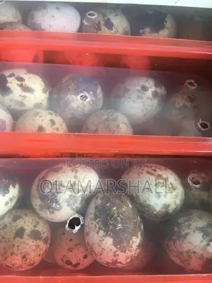 Quail Eggs and Birds for Sale
