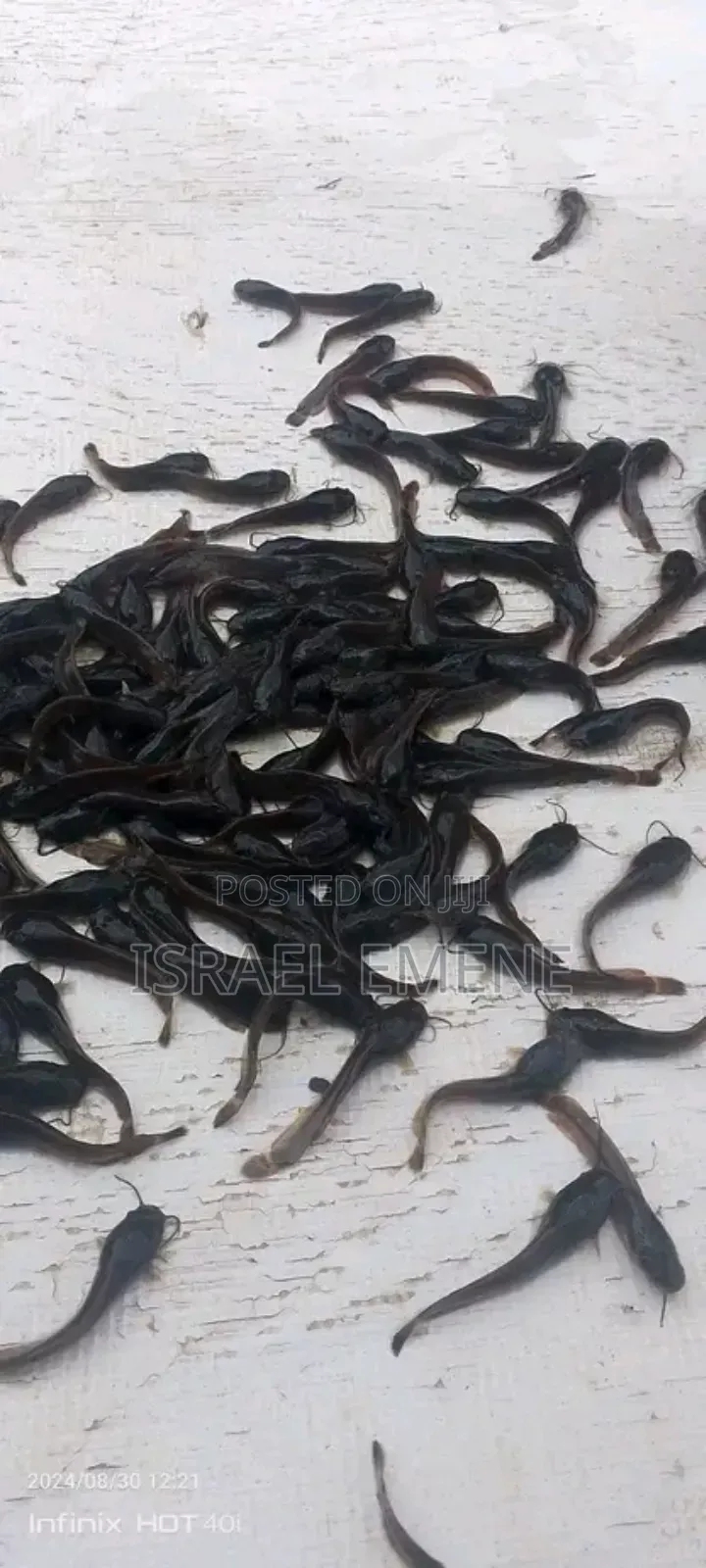 Catfish Fingerlings/Broodstock Available