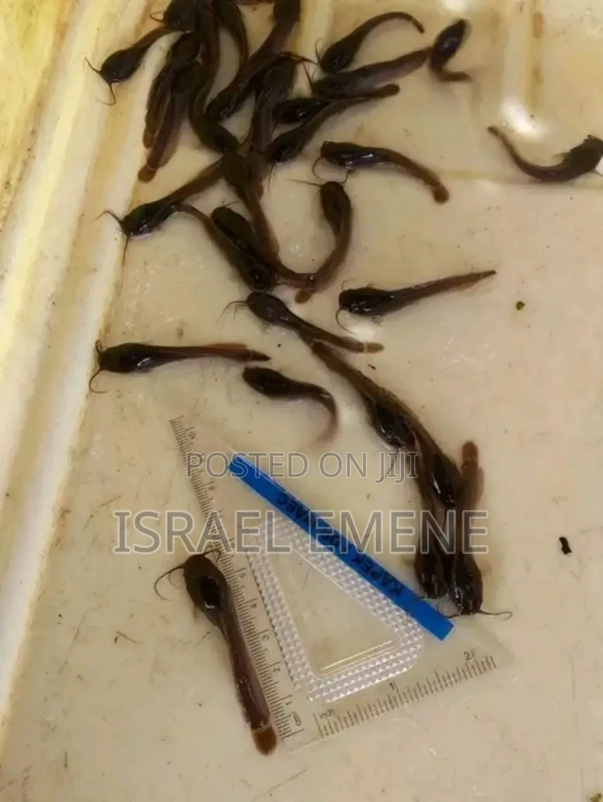 Catfish Fingerlings/Broodstock Available