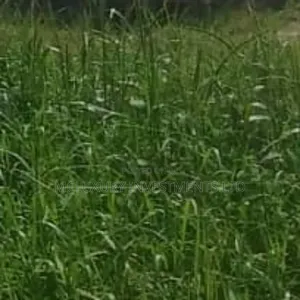 Land Measuring 2.43 Hectares