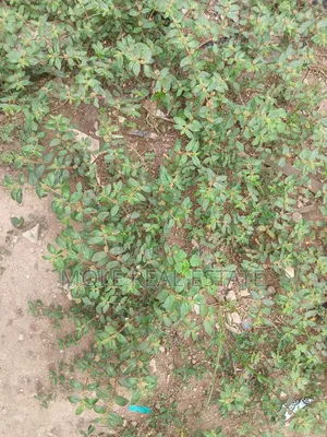 600sqm Full Plot Facinng Awoyaya Rd Ajah Left