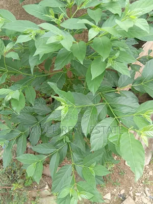 5100sqm Plots Facing Rd Akesan B/S Lasu Isheri Way