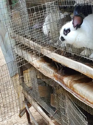 Rabbits for Sale