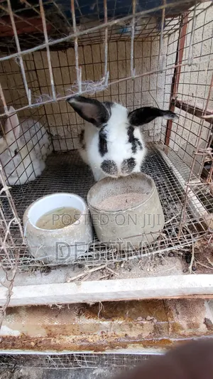 Rabbits for Sale