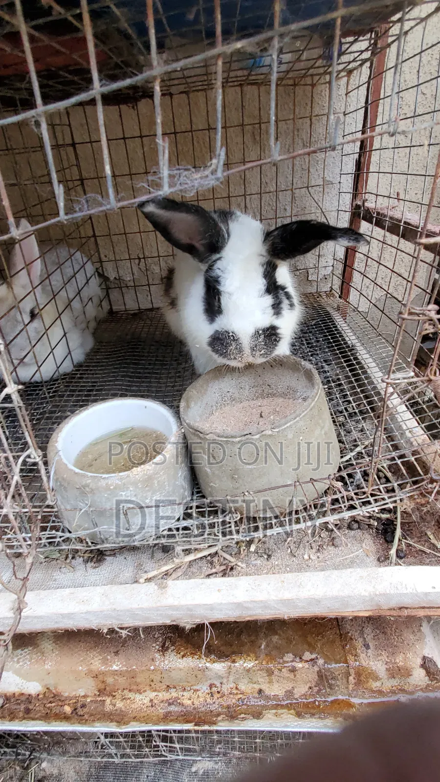 Rabbits for Sale