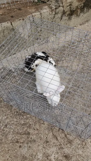 Rabbits for Sale