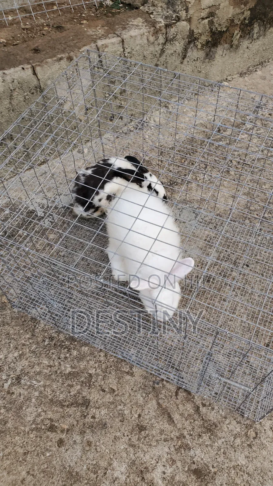 Rabbits for Sale