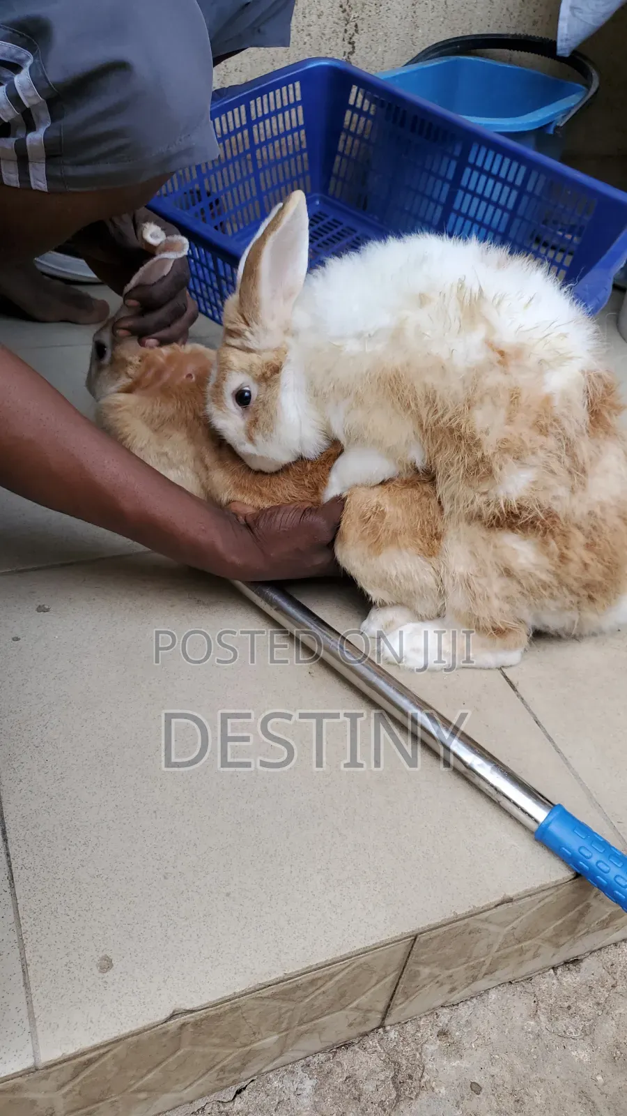 Rabbits Are Available