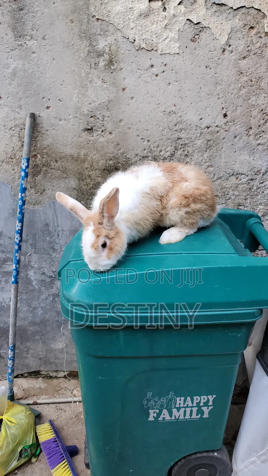 Rabbits Are Available