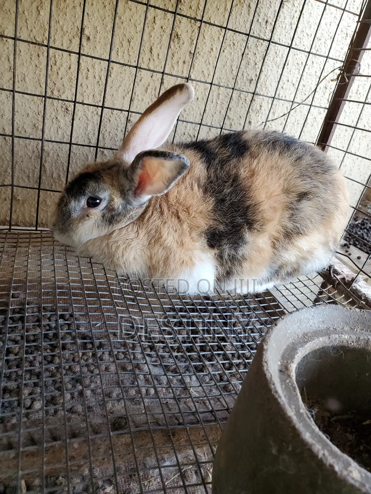 Rabbits Are Available
