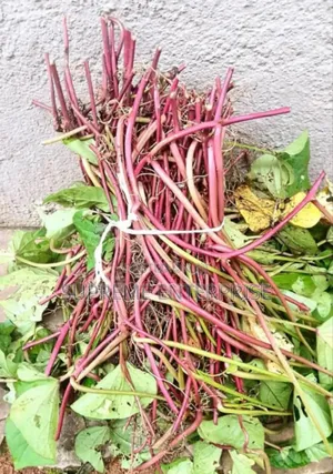 Orsnge Flesh Potato Vines and Tubers for Sale