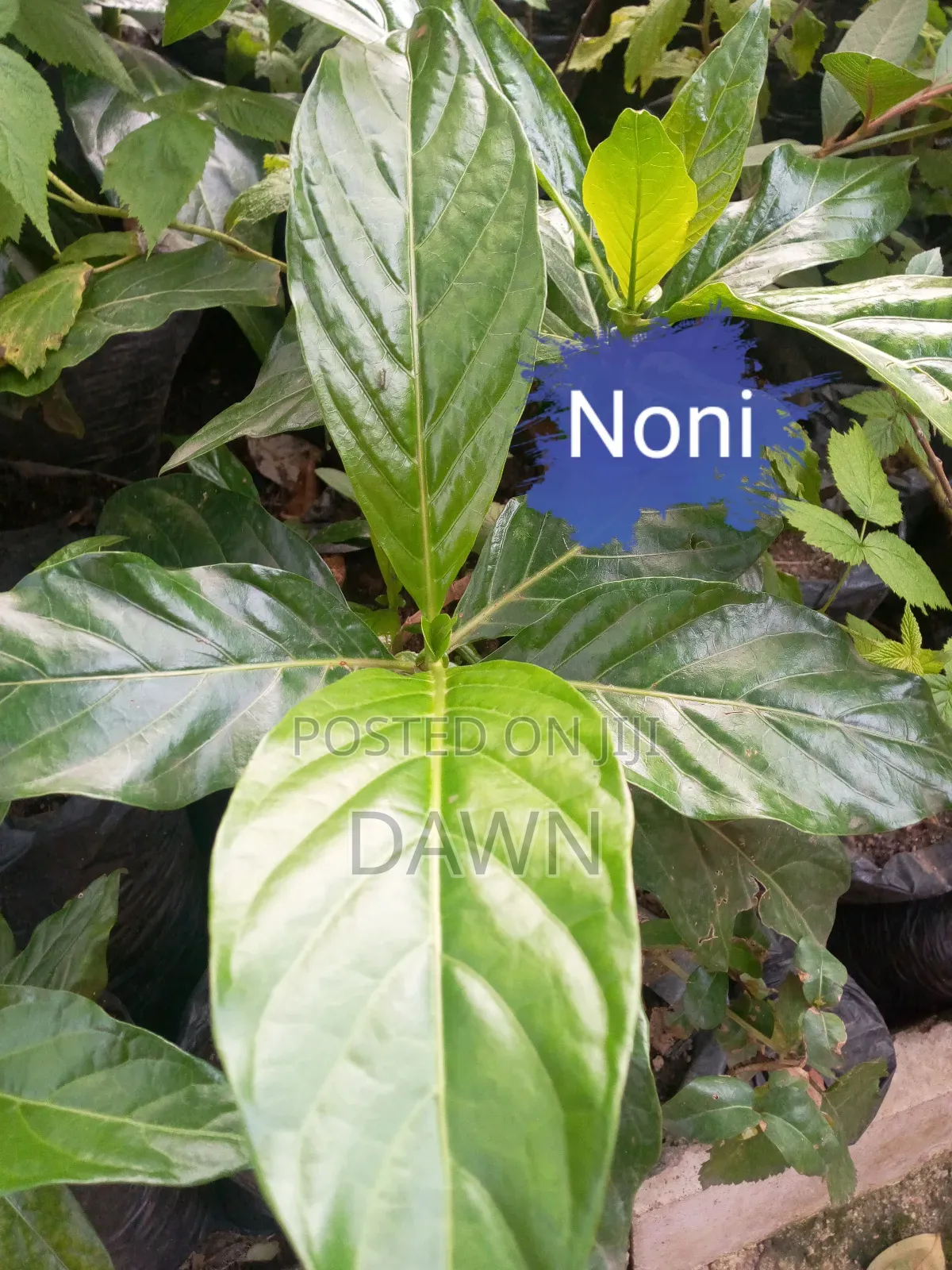 Various Fruit Seedlings For Sale In Nigeria