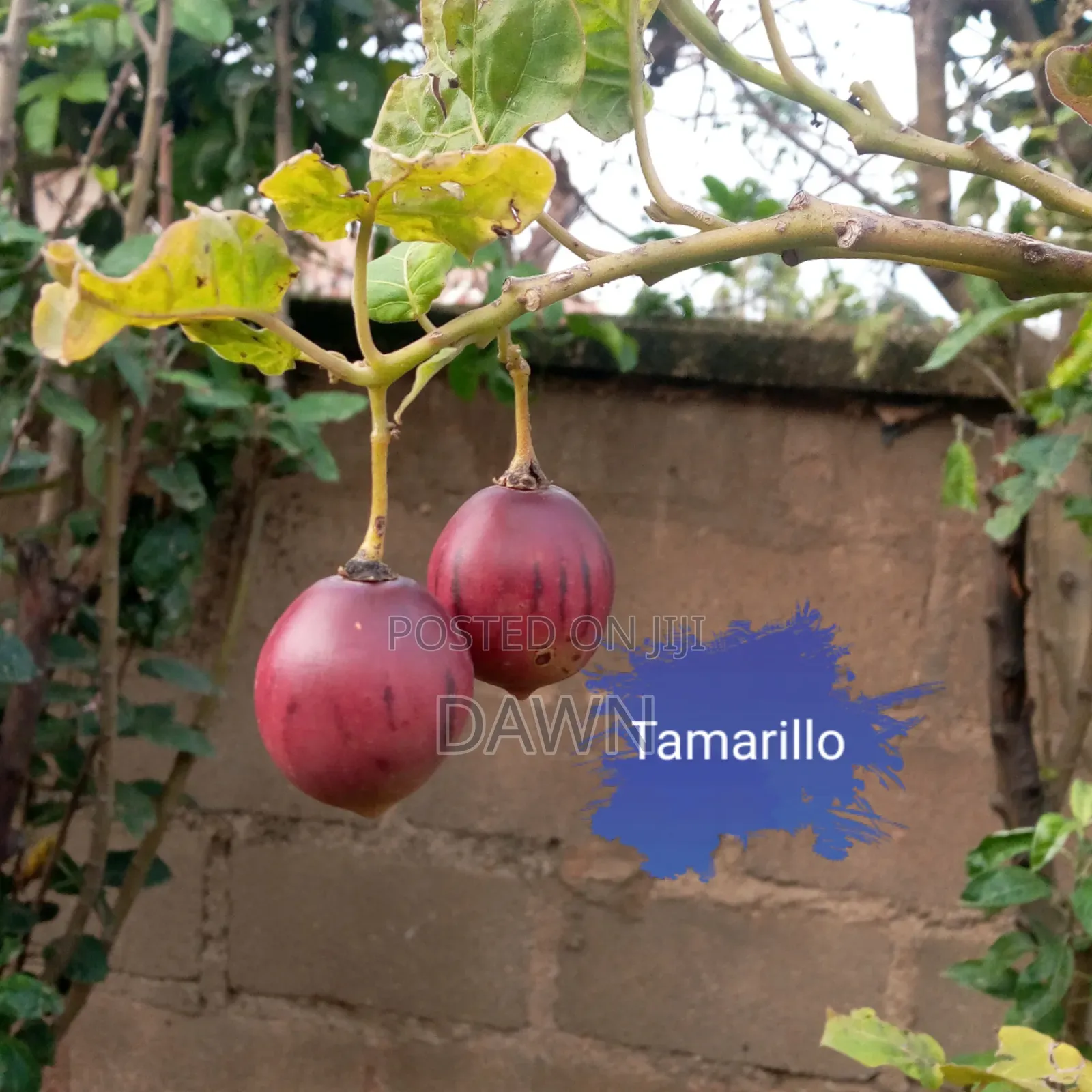 Various Fruit Seedlings For Sale In Nigeria