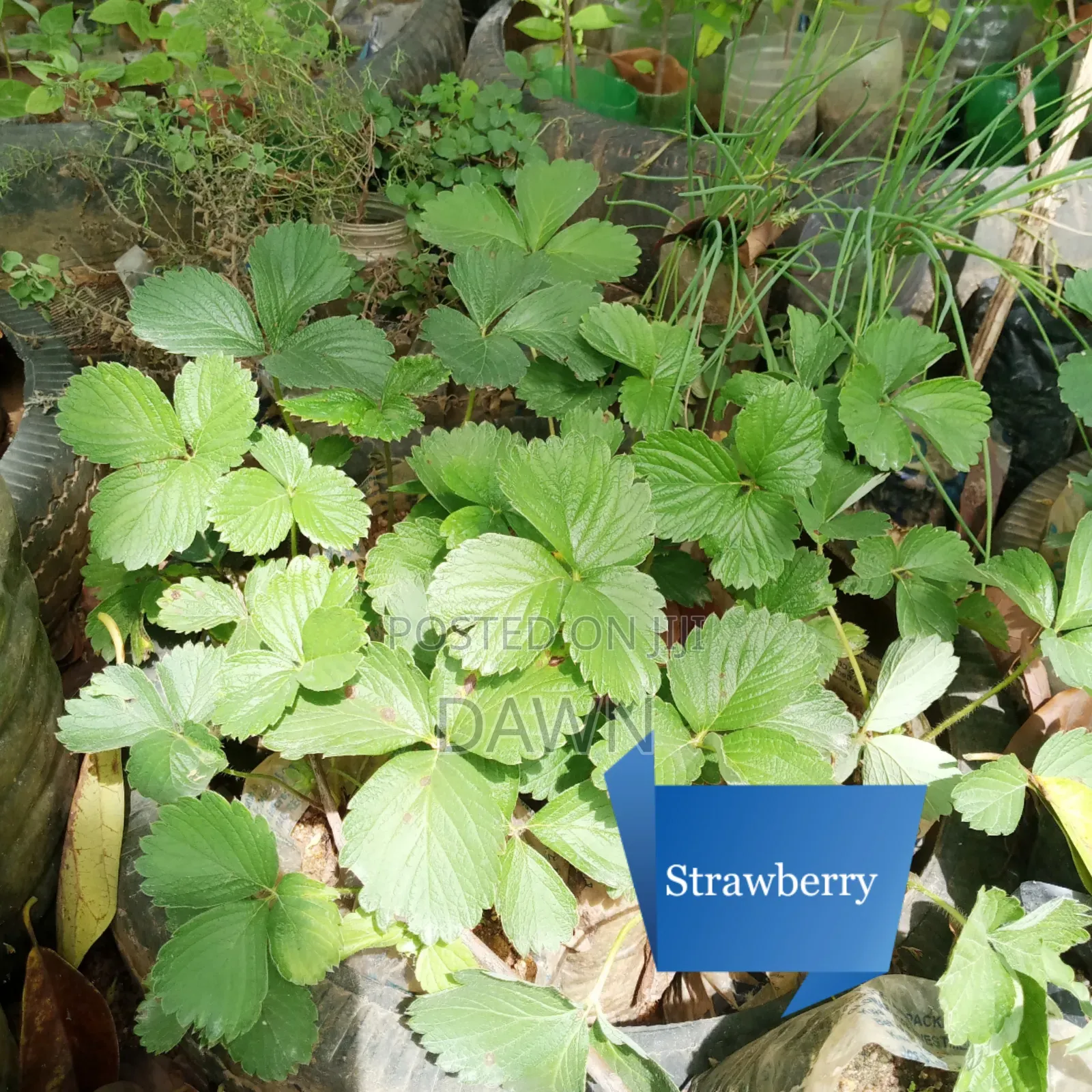 Various Fruit Seedlings For Sale In Nigeria