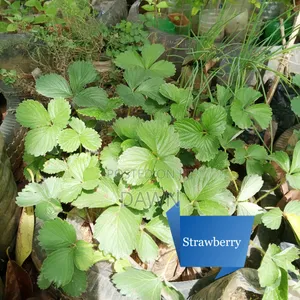 Various Fruit Seedlings For Sale In Nigeria