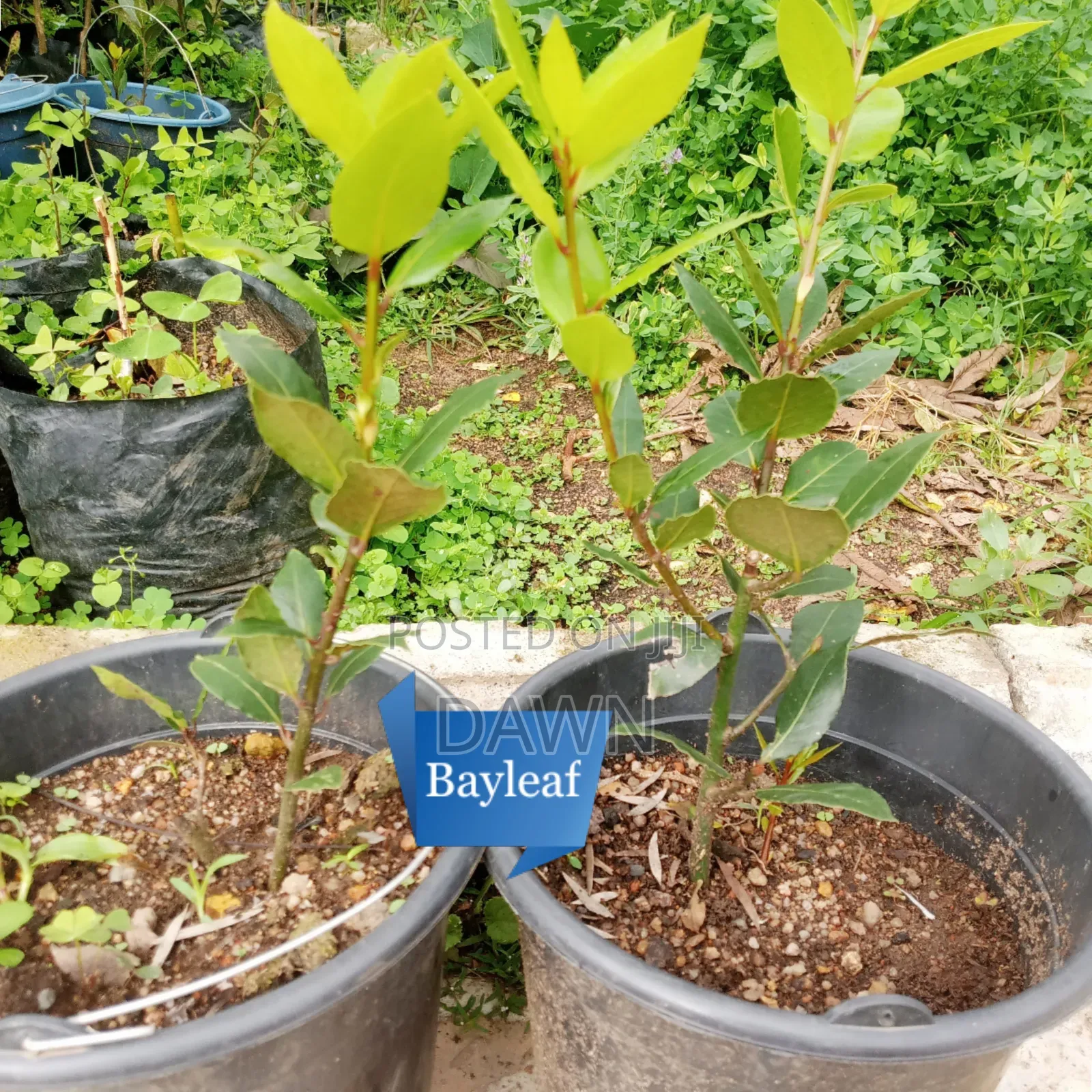 Various Fruit Seedlings For Sale In Nigeria