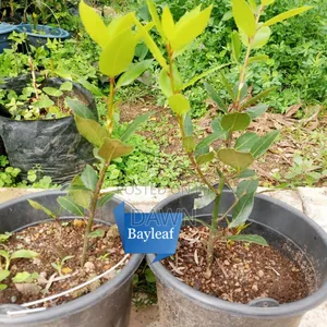 Various Fruit Seedlings For Sale In Nigeria