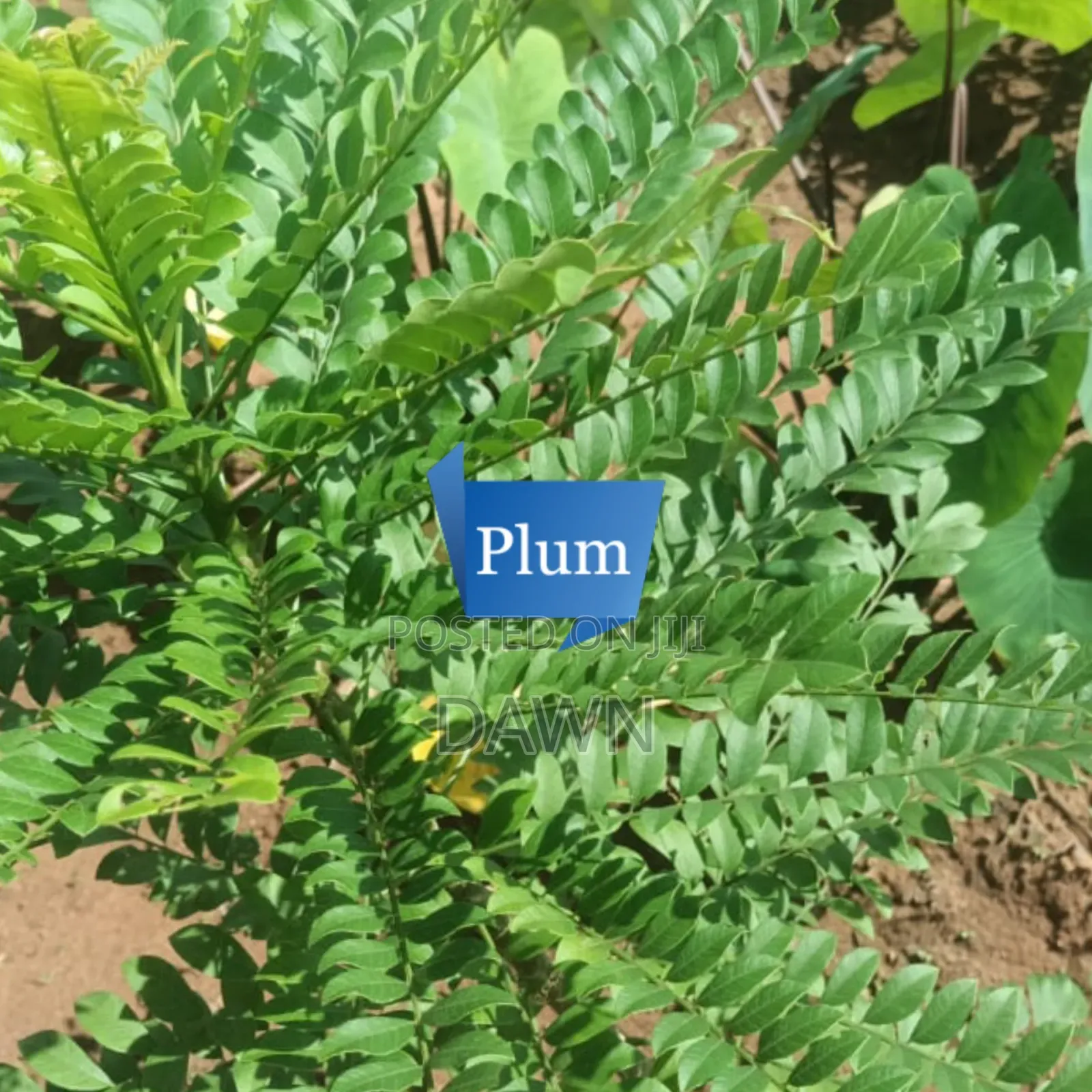 Various Fruit Seedlings For Sale In Nigeria
