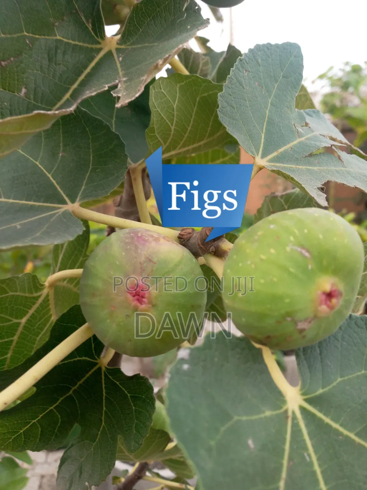Various Fruit Seedlings For Sale In Nigeria