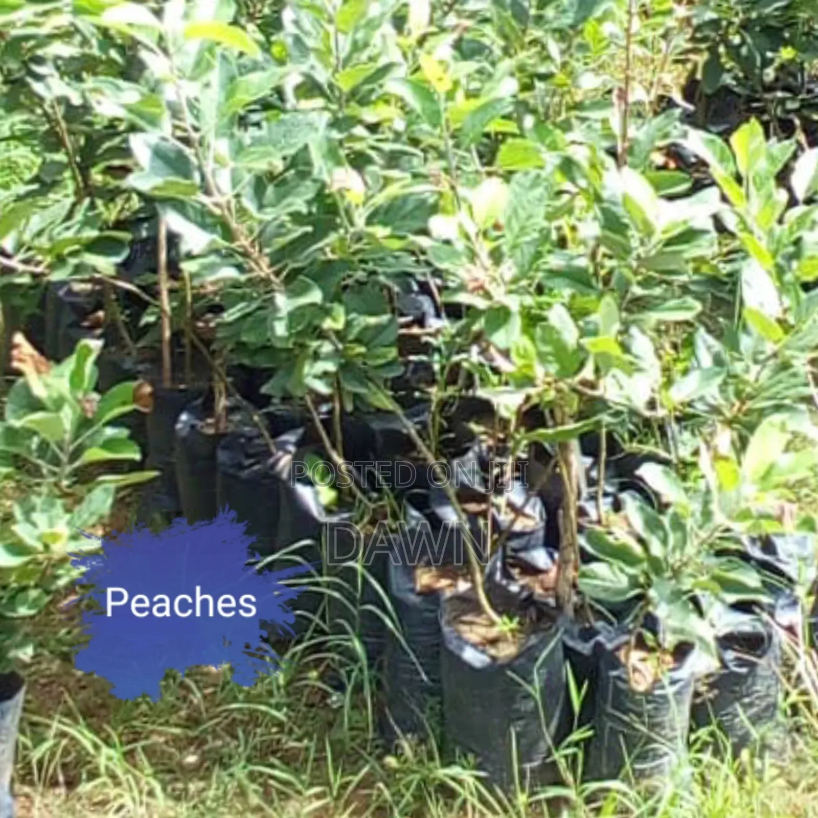 Various Fruit Seedlings For Sale In Nigeria