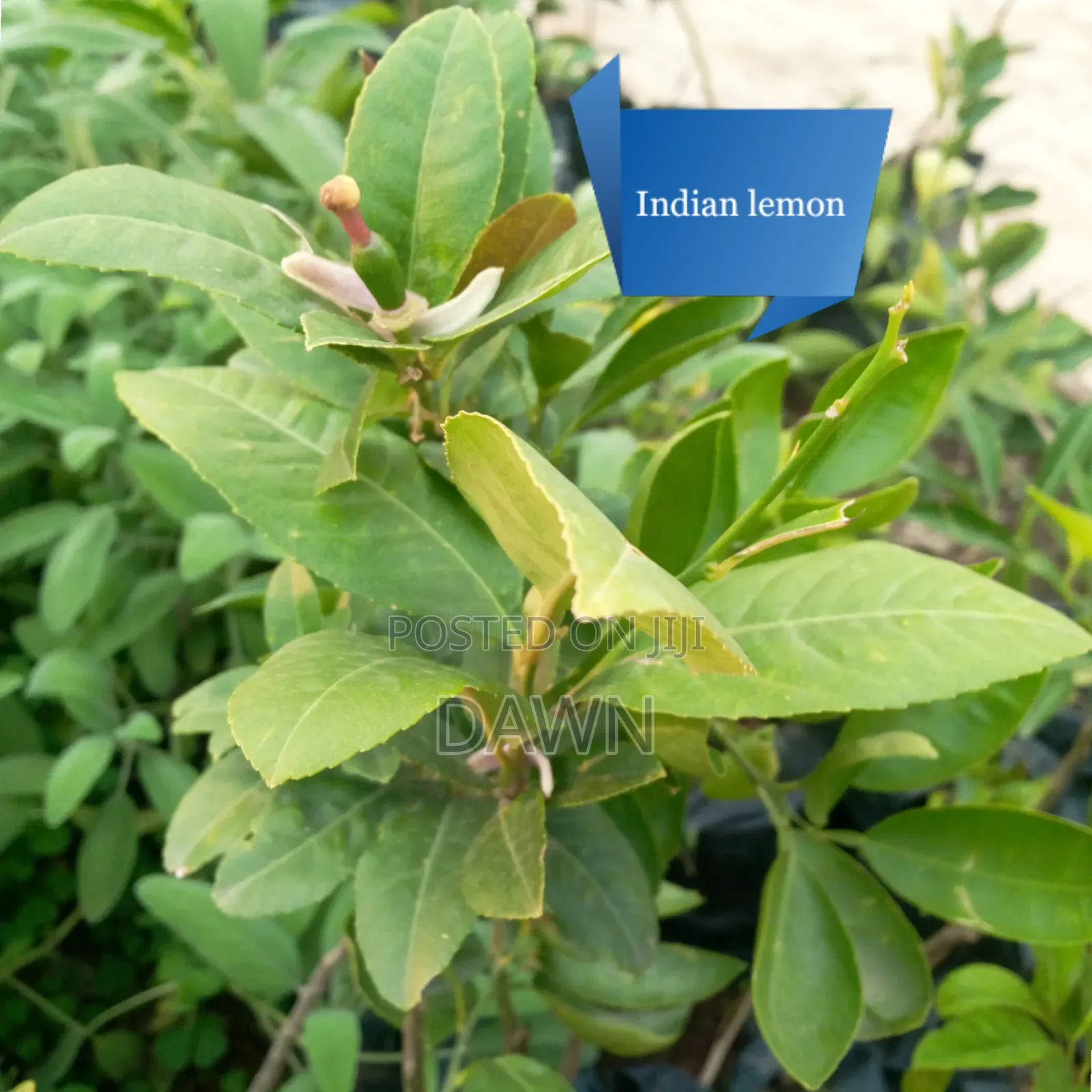 Various Fruit Seedlings For Sale In Nigeria