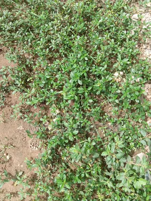 1200sqm ( 2 Plots ) Facing Ijegun/Jakande Rd