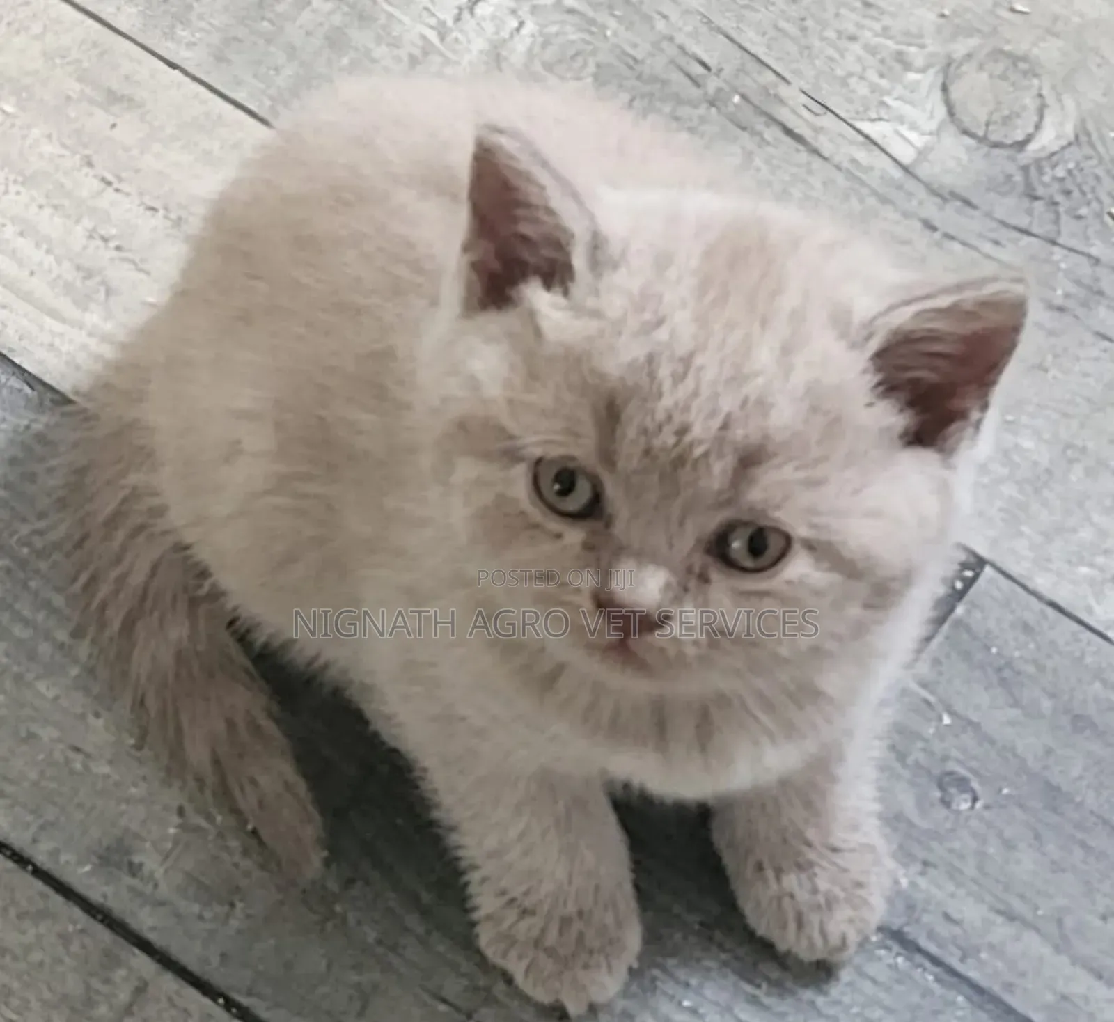 Foreign Cats for Sale