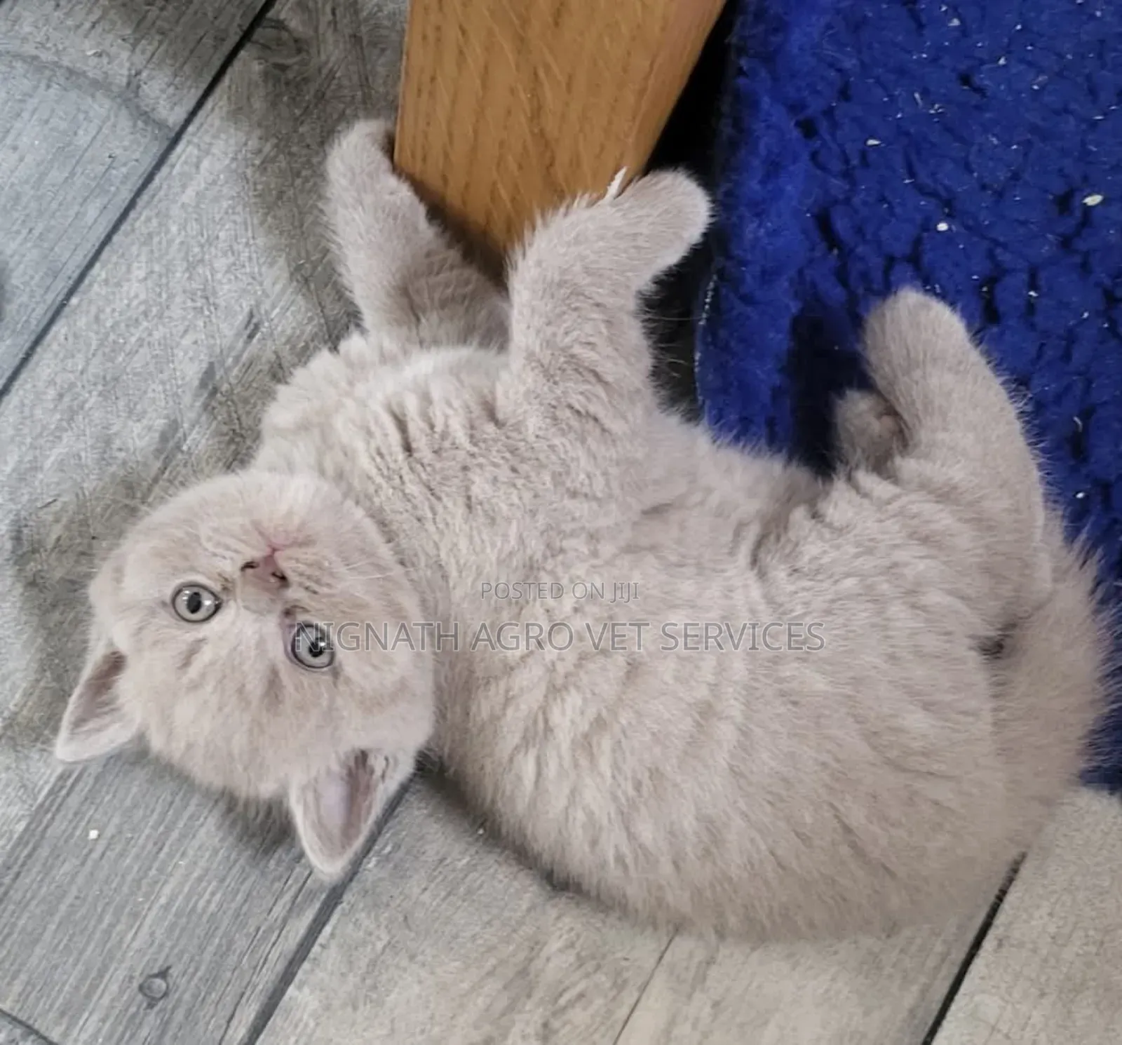 Foreign Cats for Sale