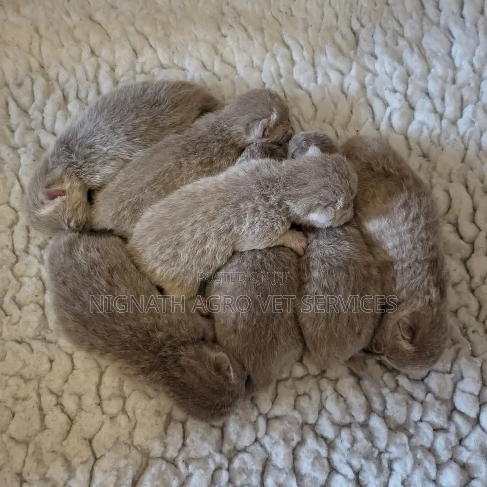 Foreign Cats for Sale
