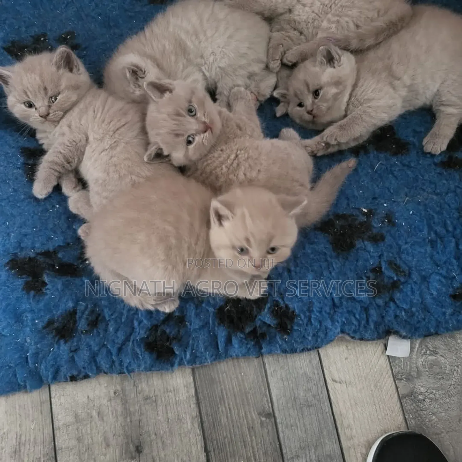 Foreign Cats for Sale