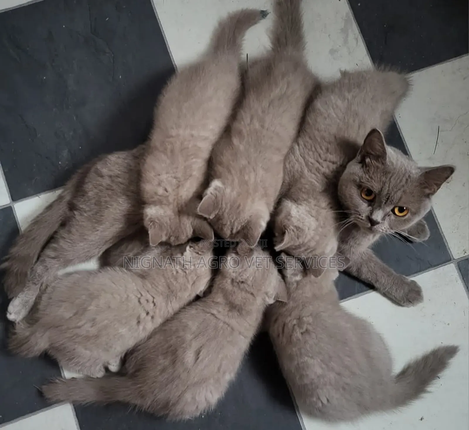 Foreign Cats for Sale
