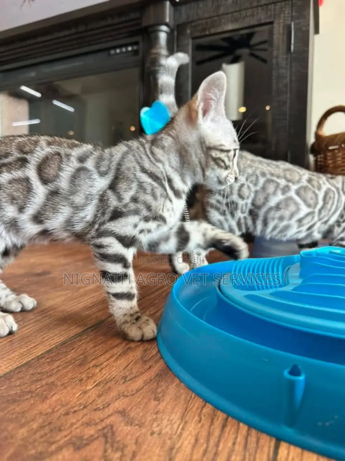 Foreign Cats for Sale