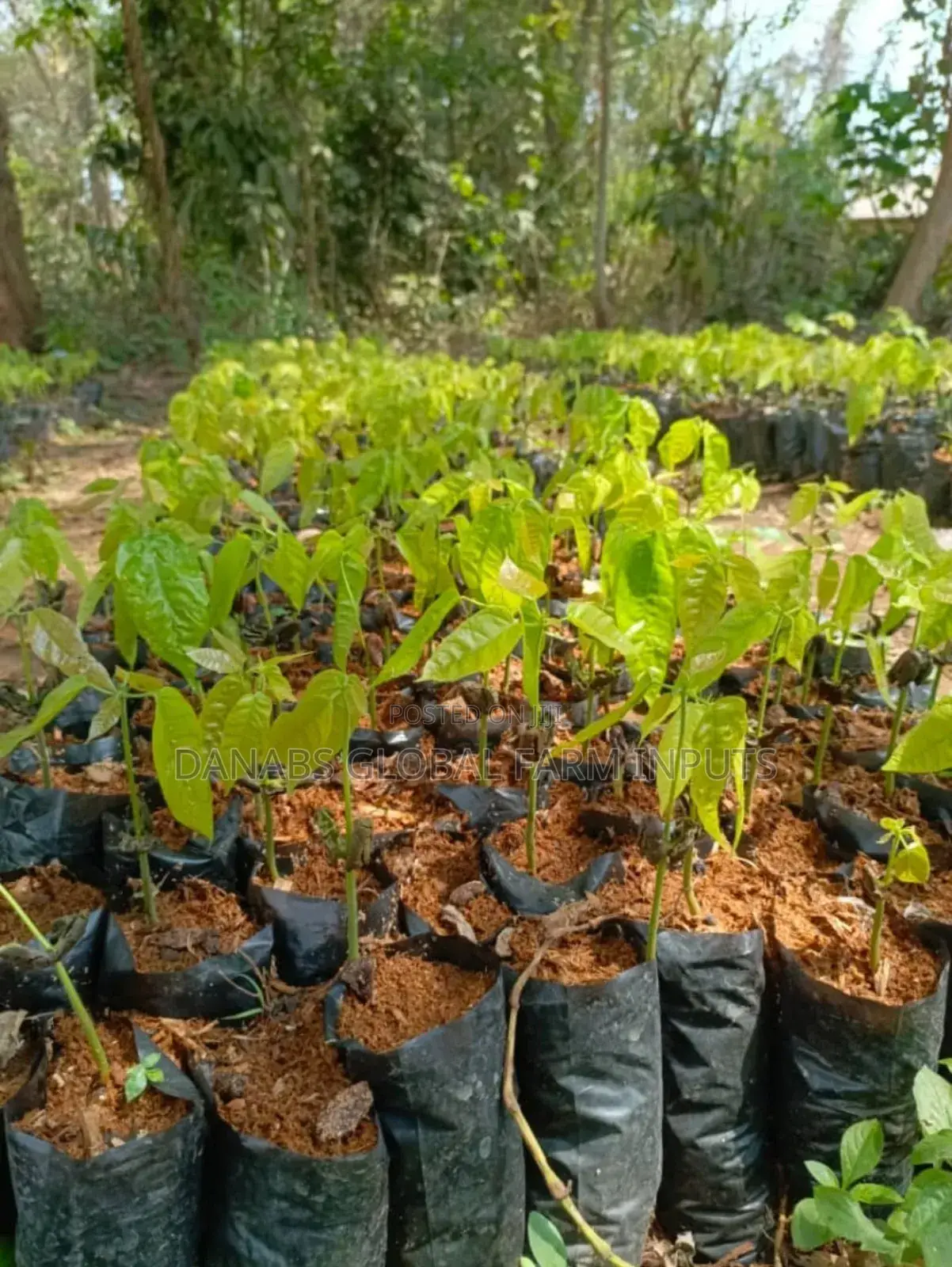 Cocoa Seedlings