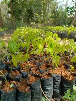 Cocoa Seedlings