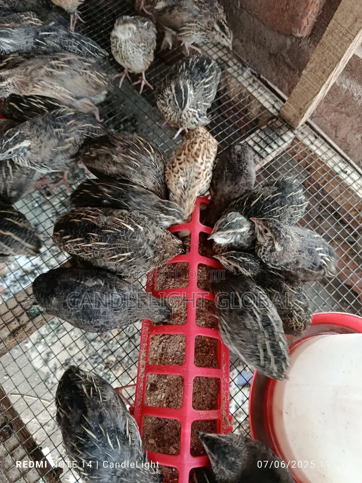 4 Weeks Old Quails