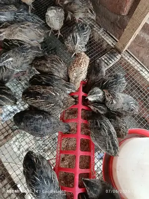 4 Weeks Old Quails