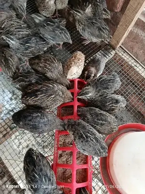 4 Weeks Old Quails