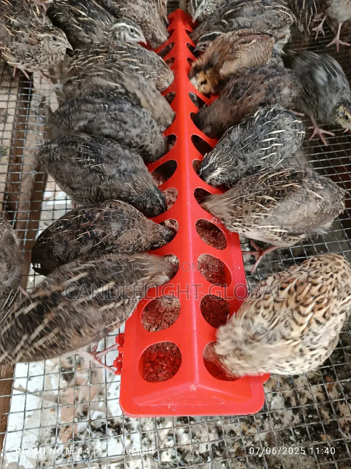 4 Weeks Old Quails