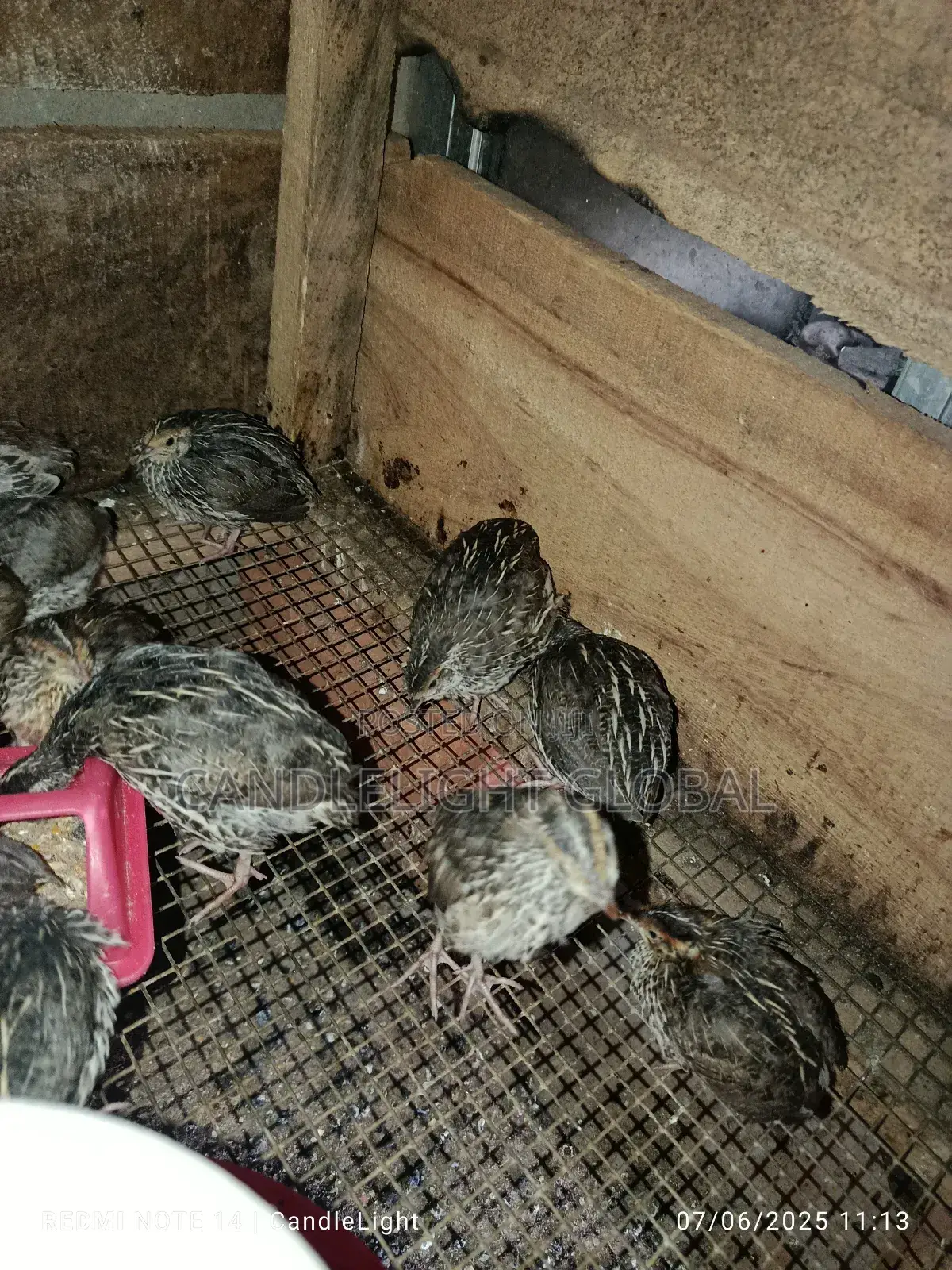 4 Weeks Old Quails