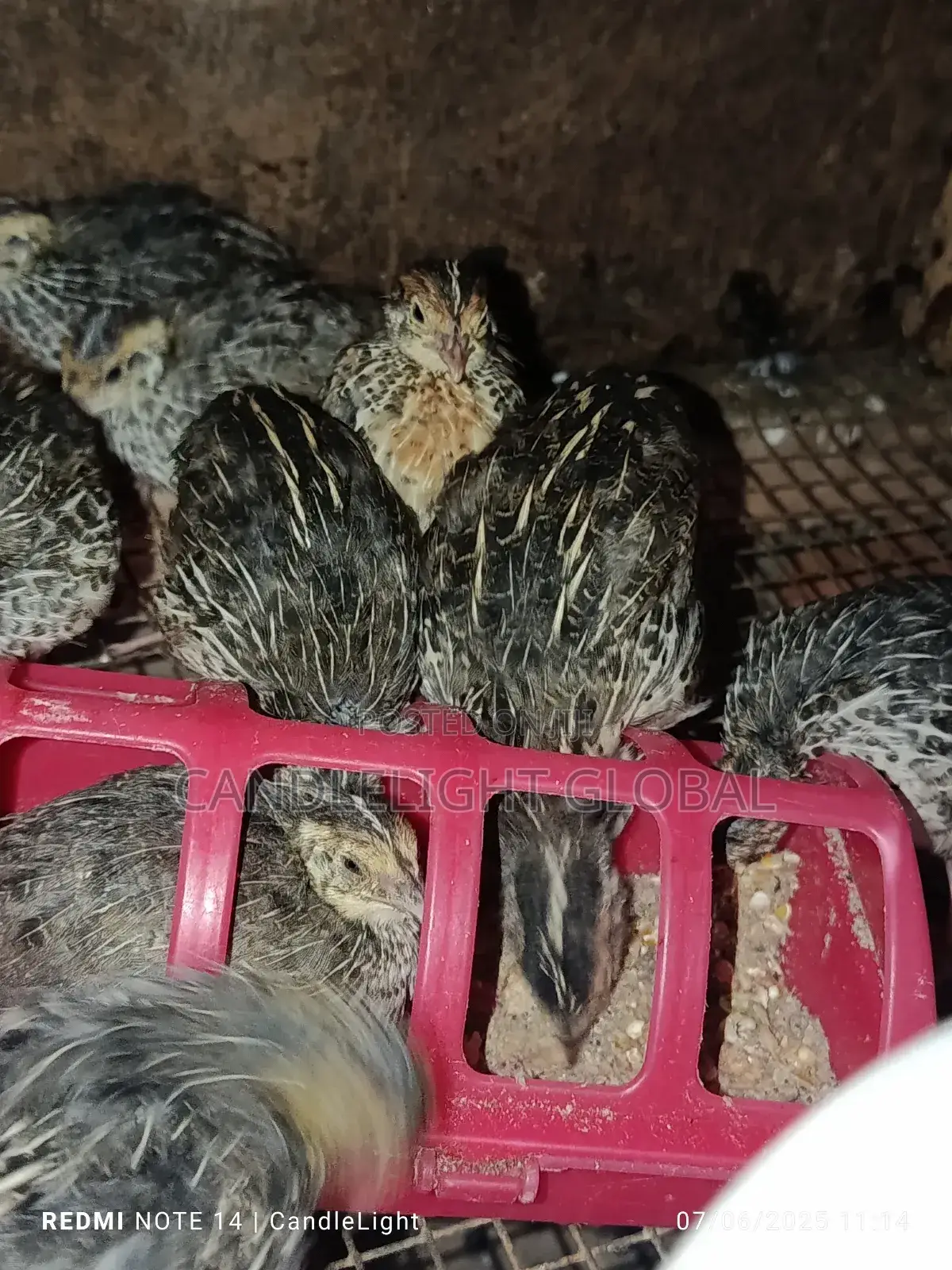 4 Weeks Old Quails