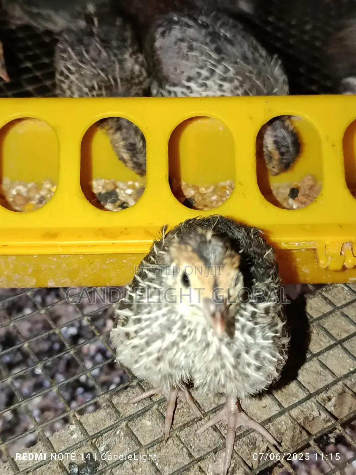 4 Weeks Old Quails