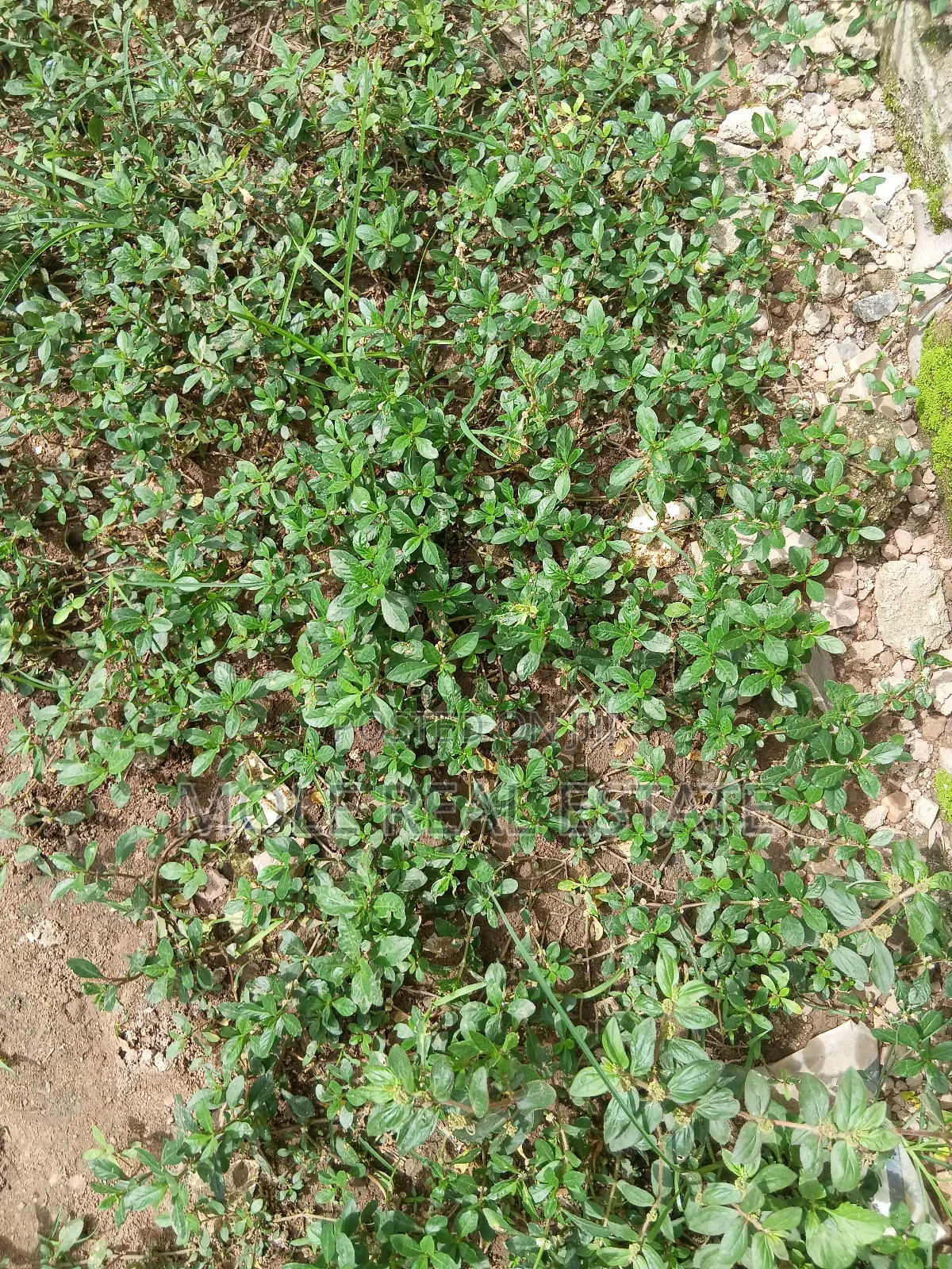 256 Acers Pakuro Lag/Ibadan Exp.Obafemi Owode Ogun