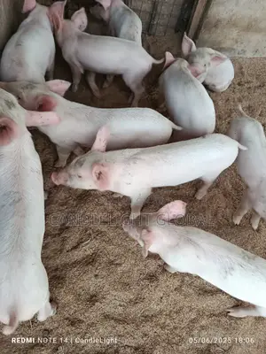 Large White Piglets