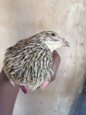 Point of Lay Quail (6 Weeks Old)