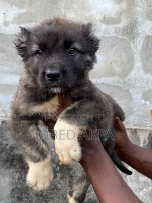 1-3 months Female Purebred Caucasian Shepherd