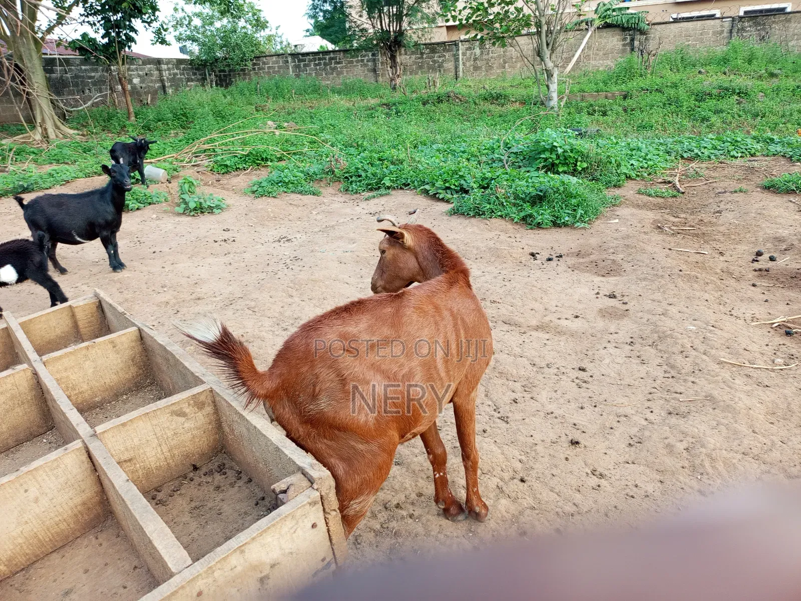 Female Goat
